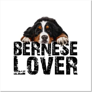 Bernese mountain dog Posters and Art